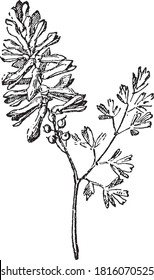 Fumaria officinalis, Del Diccionario de Palabra y Cosas, 1888.