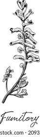 Fumitory - Fumaria officinalis. Sketchy hand-drawn vector illustration.