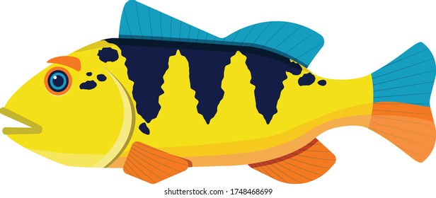 Pescado amazónico divertido de fondo blanco (lubina de pavo real)