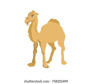Fun cartoon camel animal character on a white background
