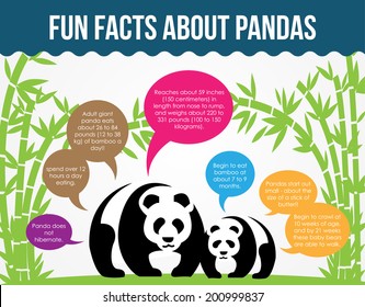 Fun Facts About Pandas. Flat Infographic Vector