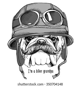 Fun portrait of a Bulldog with mustache in retro gray motorcyclist helmet. Vector illustration.