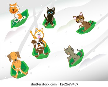 Fun winter sports for cats and dogs.