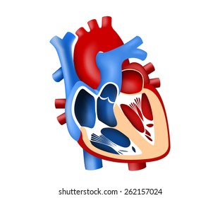 function and definition human heart tridimensional. vector illustration.