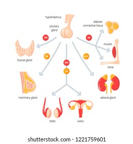 Function of endocrine system. Vector medical infographic in simple flat style.