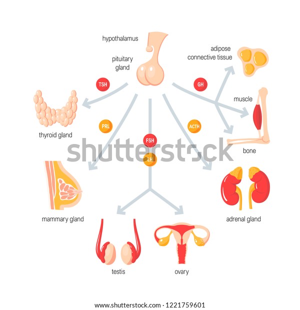 function-endocrine-system-vector-medical-infographic-stock-vector