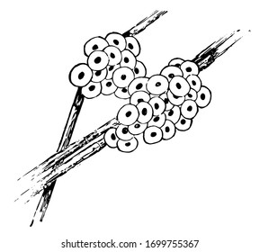 function of  Frog Eggs, vintage line drawing or engraving illustration.
