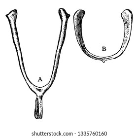 Function of furcula of a Domestic Fowl, vintage line drawing or engraving illustration.