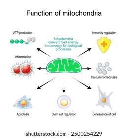 Funktion der Mitochondrien. Mitochondrien wandeln Nahrung in Energie für biologische Prozesse wie Entzündung, ATP-Produktion, Immunregulation, Calcium-Homöostase, Seneszenz der Zelle, Stammzelle