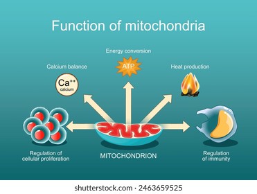 Función de las mitocondrias. Regulación de la inmunidad y proliferación celular, Balance de calcio, Producción de calor, Conversión de energía. Medicina mitocondrial. Afiche del Vector. Ilustración plana isométrica.