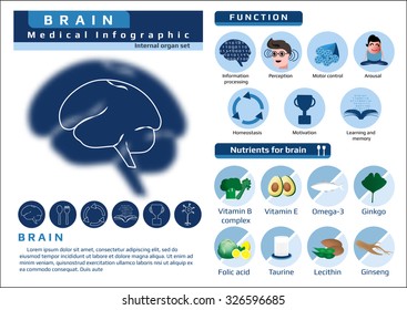 function and nutrition supplement of brain, medical health infographic, vector illustration for education.