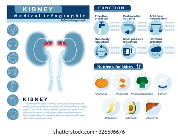 Function And Nutrition Supplement Of Kidney, Medical Health Infographic, Vector Illustration For Education.