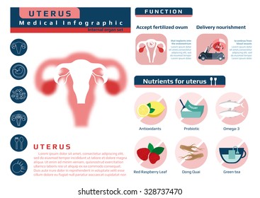 Funktionen und Nahrungsergänzung des Uterus, medizinische Gesundheitsinfographie, Vektorillustration-Illustration für Bildung.