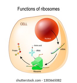 function of ribosomes. Cell with organelles: nucleus, mrna, proteins, tRNA and Ribosome. Process of translating mRNA into protein. vector for medical, educational, biologycal and science use