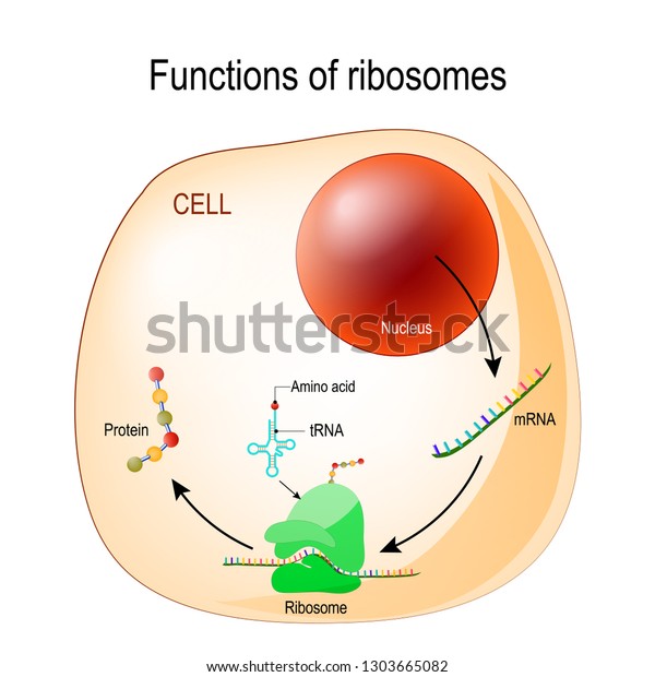 Function Ribosomes Cell Organelles Nucleus Mrna Stock Vector (Royalty ...