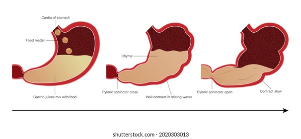 Function of the stomach. Human stomach digestion. Internal organ. Medical education. 