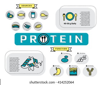 function, type and sources of protein infographic concept, thin flat line icon template for website or banner, medical supplement and nutrition vector illustration.