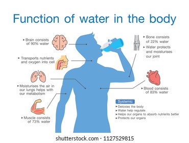 Function of water in the human body. Illustration about medical and anatomy.
