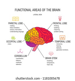 Functional areas of the brain, vector illustration