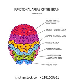 Functional Areas Brain Vector Illustration Stock Vector (Royalty Free ...