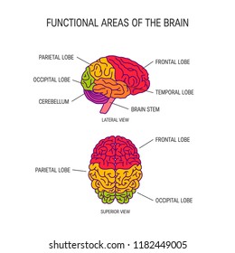 Funktionsbereiche des Gehirns, Vektorgrafik