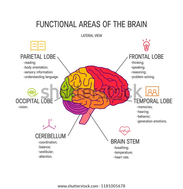 Functional areas\
of the brain, vector\
illustration