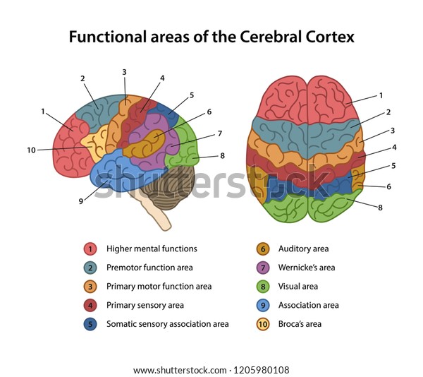 Functional areas\
of the Cerebral Cortex with labeled. Lateral and superior views of\
cerebrum. Vector\
illustration