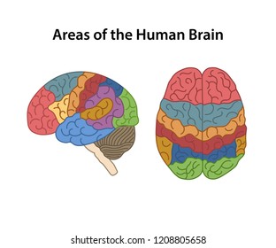 Functional areas of the Cerebral Cortex. Lateral and superior views of cerebrum. Vector illustration