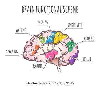 Functional Areas of the Human Brain. Areas assignment in Lateral view of cerebrum. Vector illustration