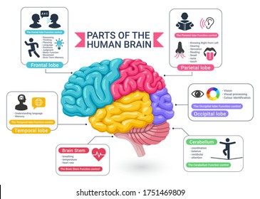 Functional areas of the human brain diagram vector illustrations.