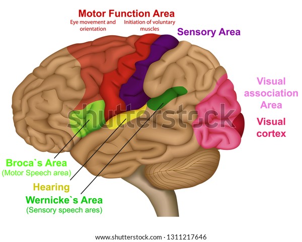 Functional brain areas medical vector\
illustration on white\
background