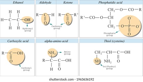 Functional Groups In Organic Chemistry