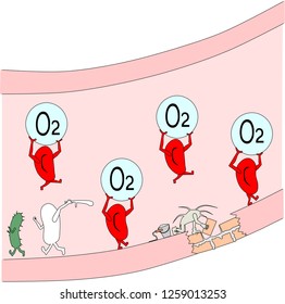 Functions of blood cells in a vessel