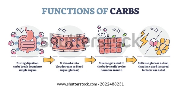 Functions Carbs Carbohydrates Digestive System Outline Stock Vector Royalty Free 2241