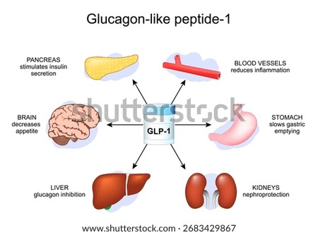 Functions of GLP-1. Glucagon-like peptide-1 for weight loss. Treatment of diabetes. Vector illustration