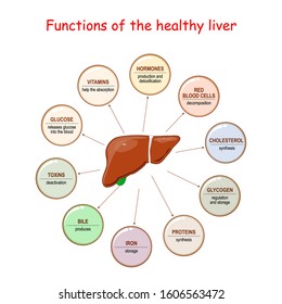 Functions Of The Healthy Liver. Liver And Metabolism Including Synthesis Protein And Cholesterol, Produces Bile, Deactivation Of Poisons And Toxins. Vector Illustration