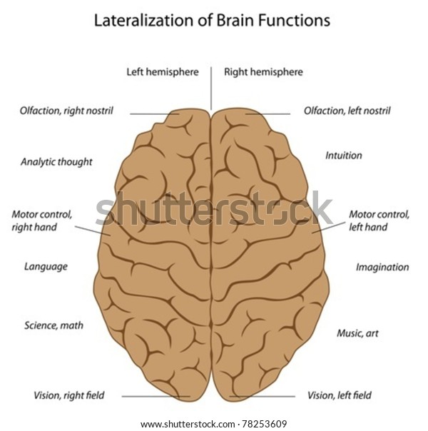 Right brain functions