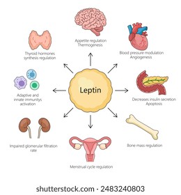 Funktionen des Leptinhormons, einschließlich Appetitregulation, Immunaktivierung, Blutdruckmodulation und weitere Diagramme Handgezeichnete Vektorillustration. Medizin-Bildungs-Illustration