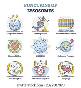 Functions of lysosomes with anatomical explanation outline collection set. Educational labeled organelle with hydrolytic enzymes vector illustration. List with gene, plasma and cholesterol regulation.