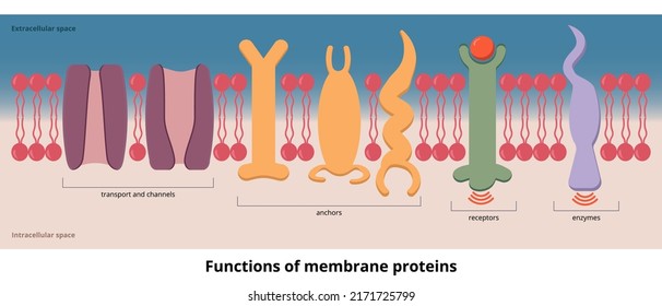 Functions Of Membrane Proteins.	Functions Of Protein Visualization Includes Transport, Channels, Receptors, And Enzymes, That Are Placed On Cell Membrane.