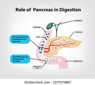 The Functions of the Pancreas in Digestion