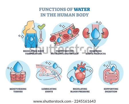Functions of water in human body and drinking benefits outline diagram. Labeled educational list with anatomical liquid uptake for temperature regulation and moisturizing tissues vector illustration.