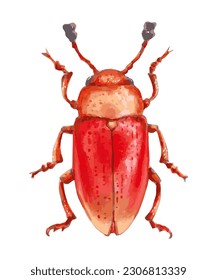 Fungal beetle. Orange insect with a glossy surface. Oval body, long antennae. Hand drawn illustration.