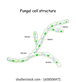 Estructura celular fúngica. Hiphae hongo con septa. septum; aspiradora; núcleo. Diagrama de vectores para uso educativo, biológico y científico