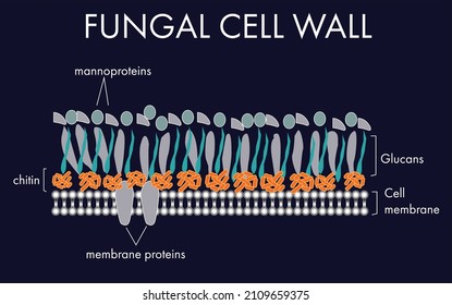 Fungal Cell Wall Plasma Membrane