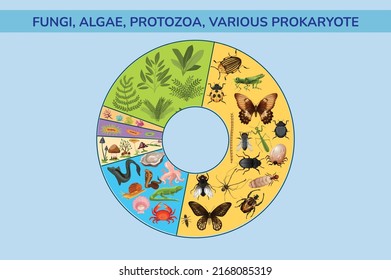 Protozoo de la Alga Hongos Diversas Ilustraciones de Vectores Prokaryote