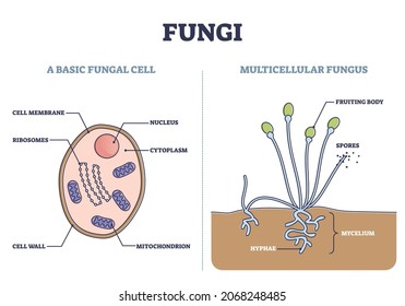 Fungi as basic fungal cell and multicellular fungus structure outline diagram. Biological microscopic organism inner parts vs fruiting body or mushroom with spores and mycelium vector illustration.