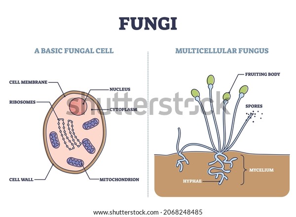 Fungi as basic fungal cell and\
multicellular fungus structure outline diagram. Biological\
microscopic organism inner parts vs fruiting body or mushroom with\
spores and mycelium vector\
illustration.