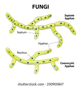 Labelled Diagram Of Fungi Cell