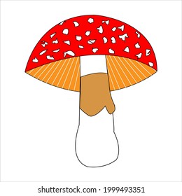 Fungi kingdom poisonous mushrooms fly agaric vector